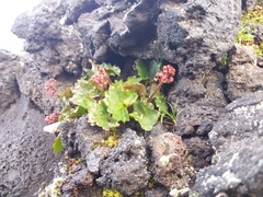 Micranthes purpurascens