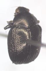 Brachypnoea lefevrei