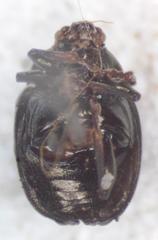 Brachypnoea lefevrei