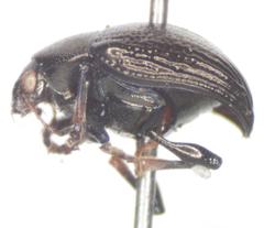 Brachypnoea lefevrei