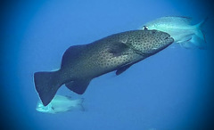 Plectropomus areolatus