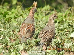 Callipepla douglasii