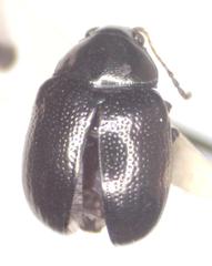 Brachypnoea lefevrei