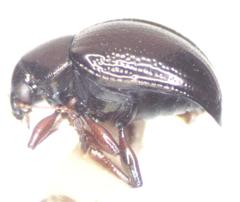 Brachypnoea lefevrei