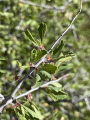Prunus havardii