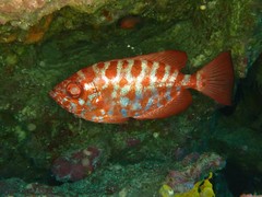 Heteropriacanthus fulgens