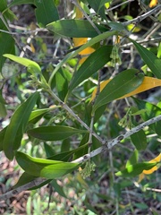 Coptosperma supra-axillare