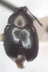 Brachypnoea lefevrei