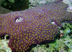 Botrylloides leachii