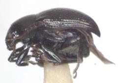 Brachypnoea lefevrei