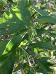 Coptosperma supra-axillare