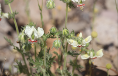 Loasa prostrata