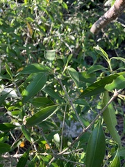 Coptosperma supra-axillare