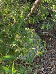 Coptosperma supra-axillare