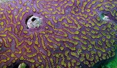 Botrylloides leachii