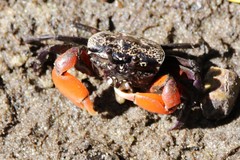 Semaphore Crab