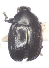 Brachypnoea lefevrei