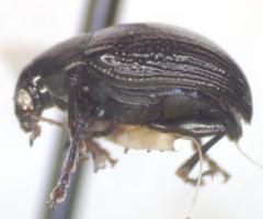 Brachypnoea lefevrei