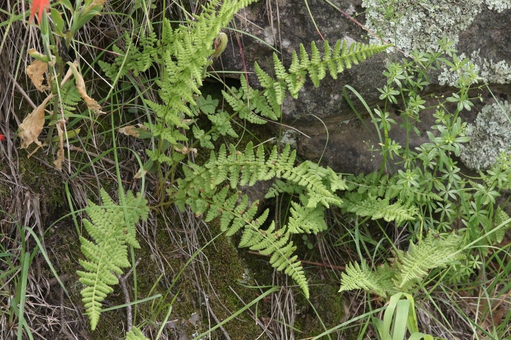 Phillips's cliff fern