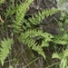 Phillips's Cliff Fern - Photo (c) James Bailey, some rights reserved (CC BY-NC), uploaded by James Bailey