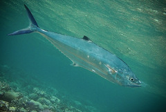 Scomberoides lysan