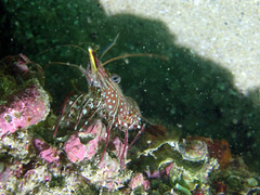 Rhynchocinetes serratus