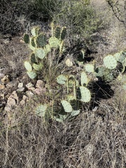 Opuntia chisosensis