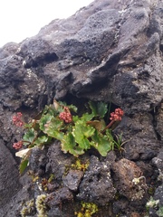 Micranthes purpurascens