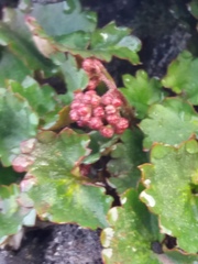 Micranthes purpurascens