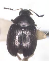 Brachypnoea lefevrei