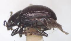 Brachypnoea lefevrei
