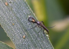 Psorophora cyanescens
