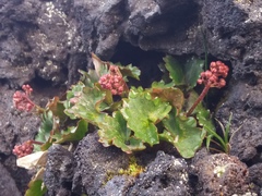 Micranthes purpurascens