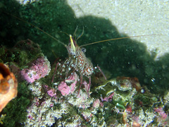 Rhynchocinetes serratus