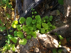 Adiantum chilense