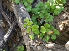 Adiantum chilense