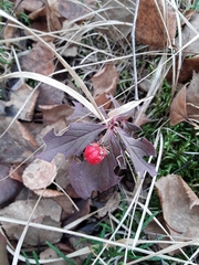 Cornus unalaschkensis