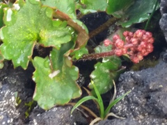 Micranthes purpurascens