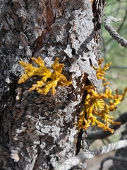 Arceuthobium cyanocarpum