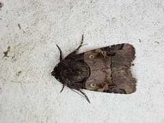 Hampsonodes melagona