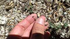 Erigeron breweri jacinteus