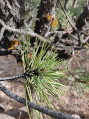 Arceuthobium cyanocarpum