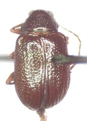 Percolaspis