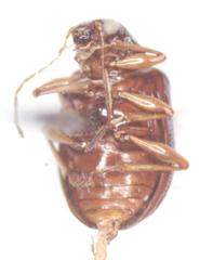 Percolaspis