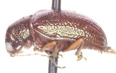 Percolaspis