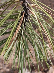 Arceuthobium cyanocarpum