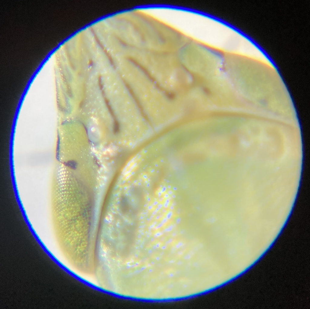 Leafhopper