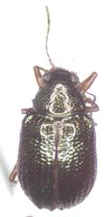 Percolaspis