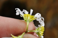 Brachyscome sinclairii