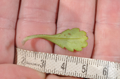 Brachyscome sinclairii